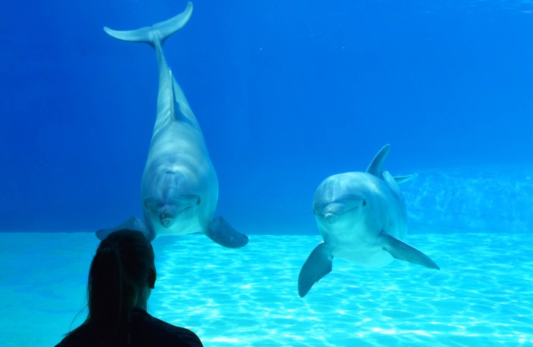 Programmi interattivi 