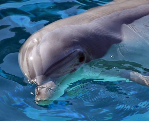 RAPTORS WORLD EXPERIENCE