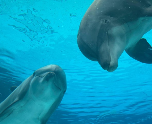 RAPTORS WORLD EXPERIENCE