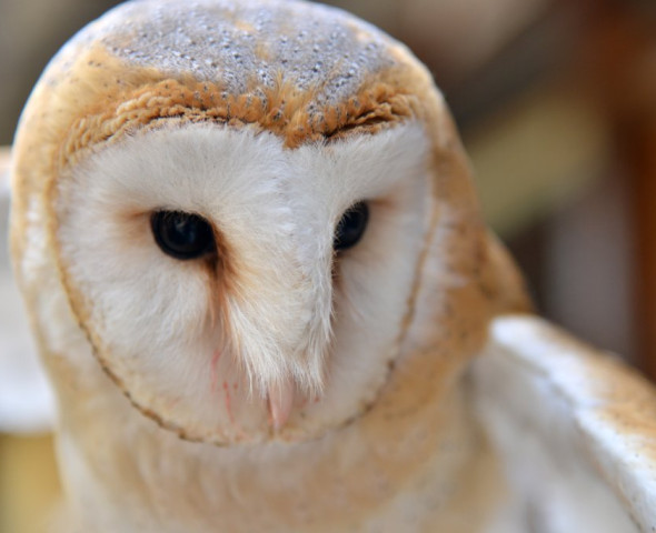 Scopri gli animali di Oltremare