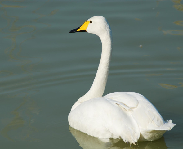 Scopri gli animali di Oltremare