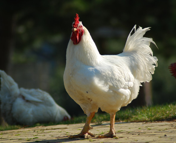 Scopri gli animali di Oltremare