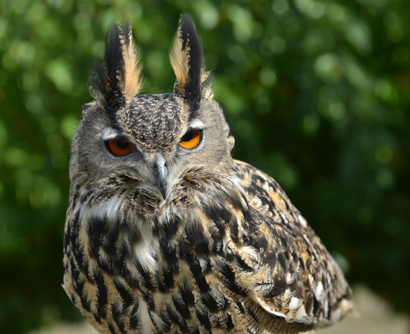 Scopri gli animali di Oltremare