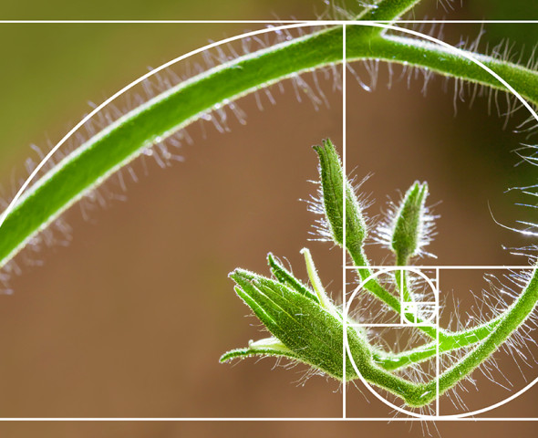 Trasformazioni geometriche in natura