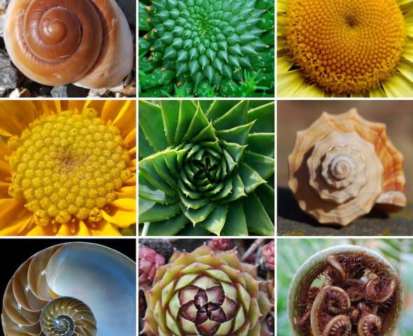 Trasformazioni geometriche in natura