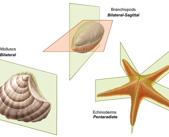 Trasformazioni geometriche in natura