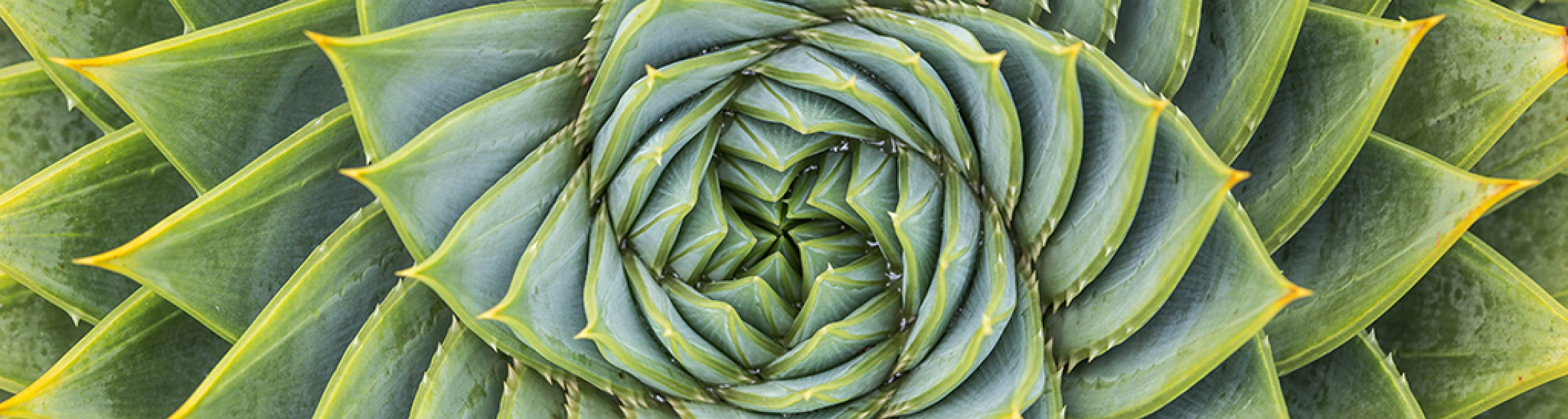 Trasformazioni geometriche in natura