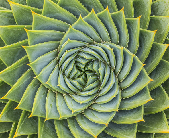 Trasformazioni geometriche in natura