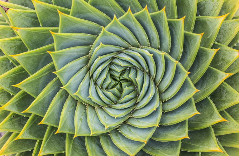 Trasformazioni geometriche in natura