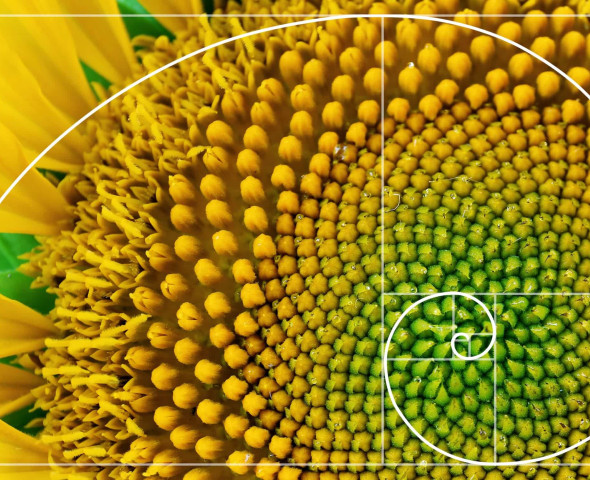 Trasformazioni geometriche in natura