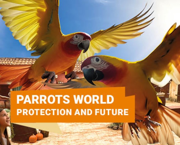 Flight of the Rainbow