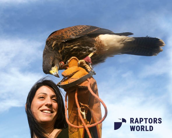 Meet the birds of prey