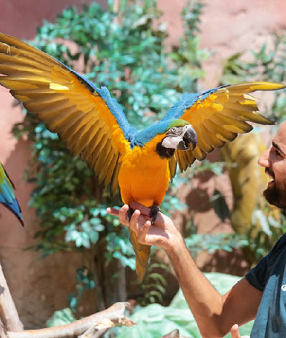 Parrot Experience
