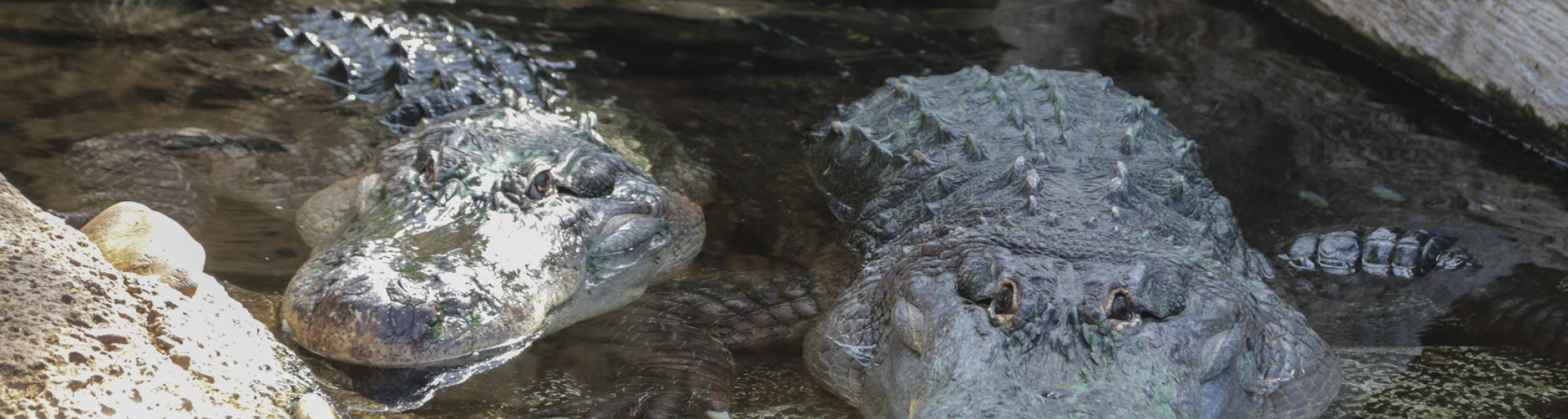 Alligator