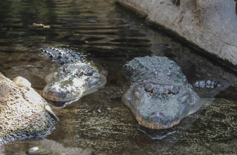Alligator
