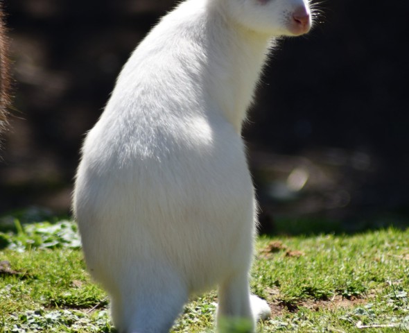 Blanco, the wallaby puppy