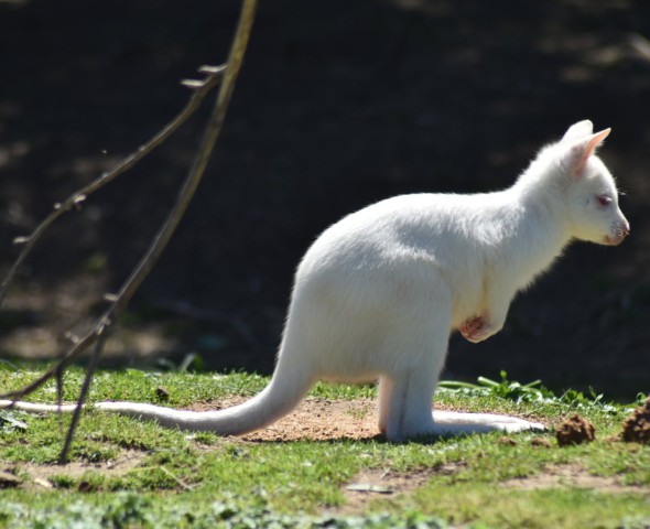 Blanco, the wallaby puppy