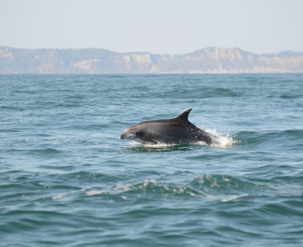 COSTA EDUTAINMENT AND DOLPHINS