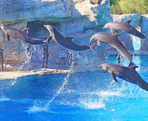 DOLPHINS 