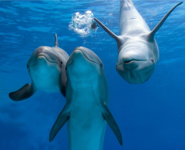 DOLPHINS 