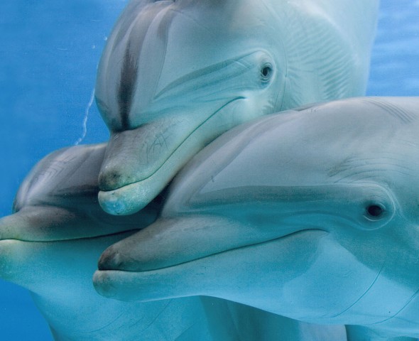 DOLPHINS 
