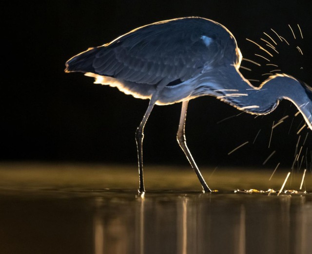 Discovery Delta, cos'è