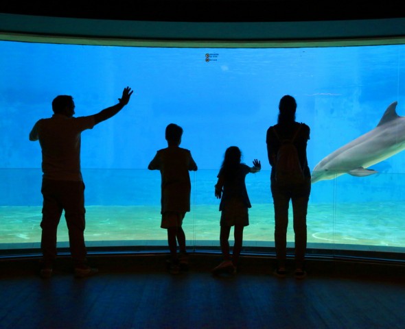 Dolphins World -2 Level