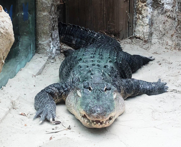 Alligators