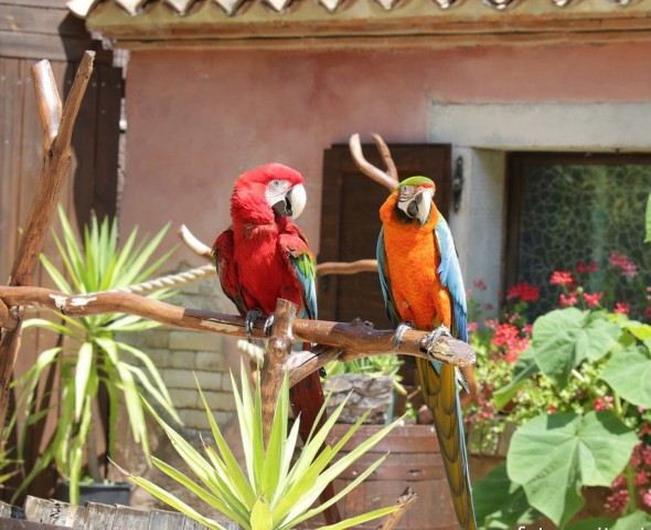 PARROTS OF PARROTS WORLD