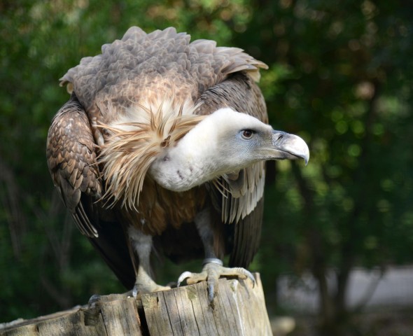 The air predators: the birds of prey