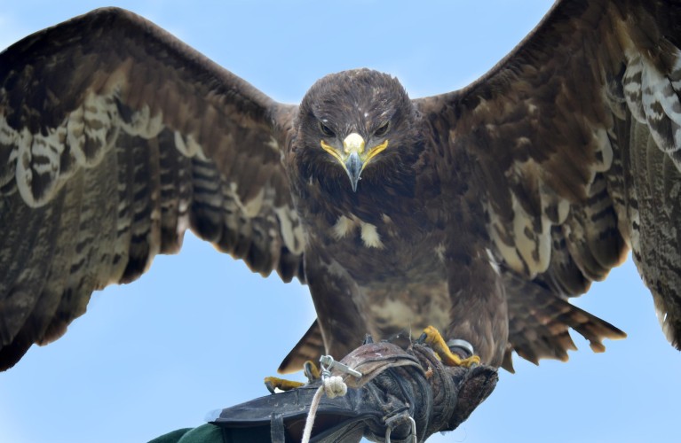 Birds of prey