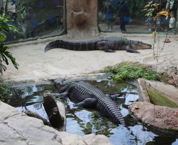 The Reptiles of Story