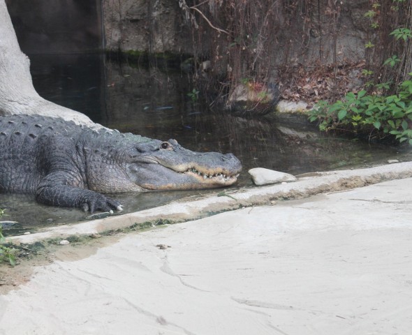 The Reptiles of Story