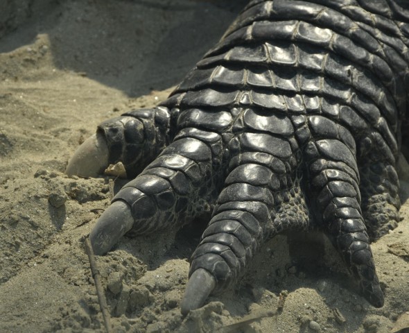 The Reptiles of Story