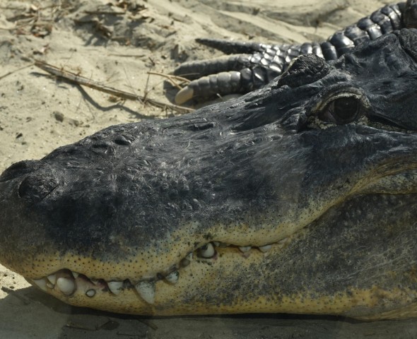 The Reptiles of Story