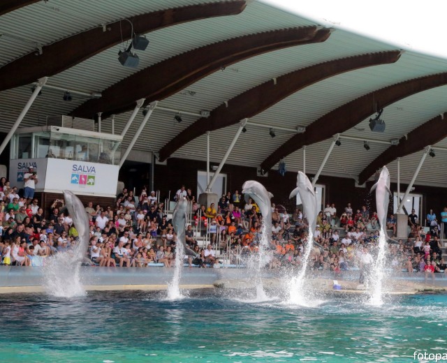 DOLPHINS WORLD DEMONSTRATIONS