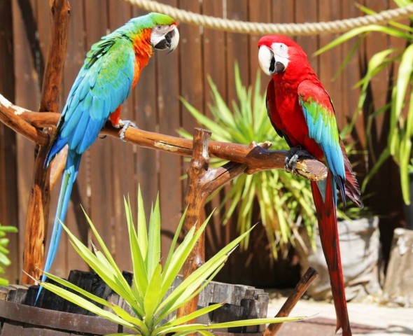 PARROTS