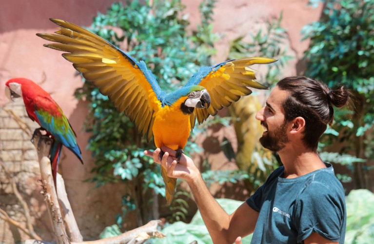 Parrot Experience
