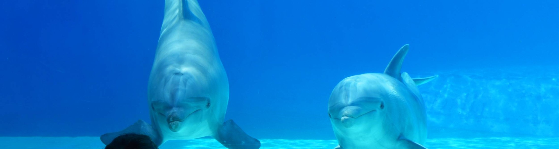 Interactive programs